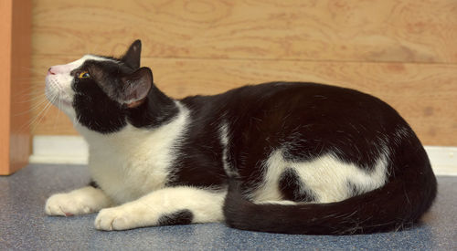 Black cat resting on floor at home