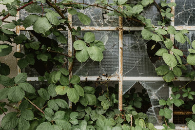 Close-up of ivy growing on wall