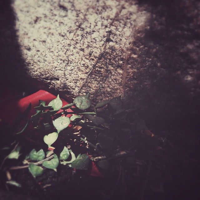 leaf, close-up, growth, plant, nature, high angle view, dry, fragility, outdoors, selective focus, day, focus on foreground, no people, fallen, sunlight, ground, flower, leaf vein, botany, beauty in nature