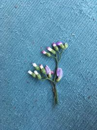 High angle view of purple flowering plant