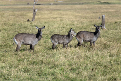 Side view of waterbucks standing on field