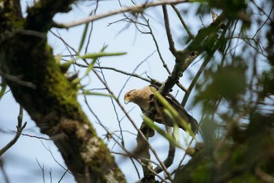 Bird perching on tree