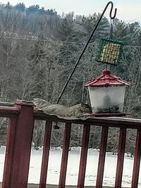 Red and trees in winter