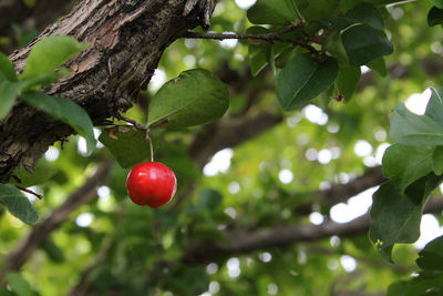 Close-up of red berries growing on tree
