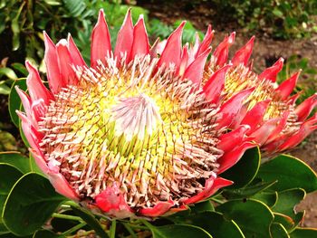 Close-up of pink flower