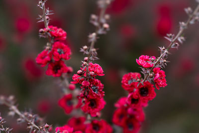 Close-up of red flowering plant