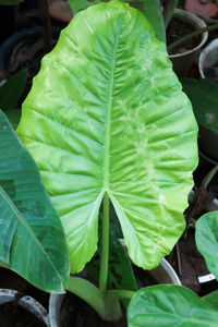 leaf