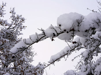 Low angle view of snow covered trees against clear sky