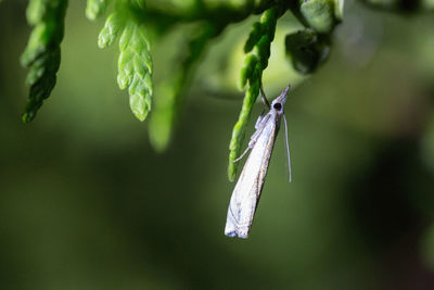 Close-up of plant hanging outdoors