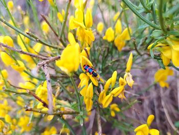 Close-up of insect on yellow flower