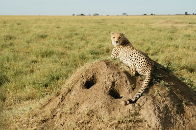 Cheetah on field