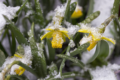 Close-up of wet yellow flowers blooming during winter