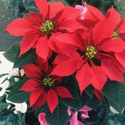Close-up of red flowers blooming outdoors