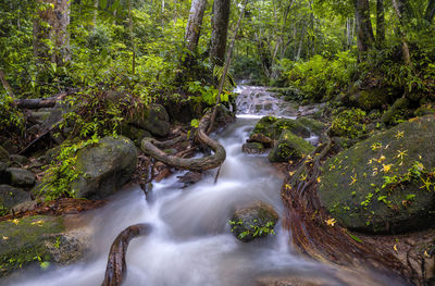 Dense forest ii kedah - malaysia