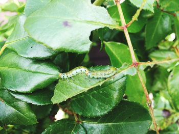 Close-up of insect on leaves