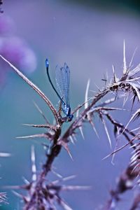 Close-up of insect on plant