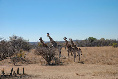 South african giraffe 