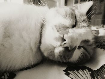 Close-up of cat sleeping