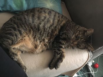 High angle view of cat sleeping at home