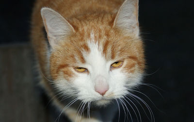 Close-up portrait of cat