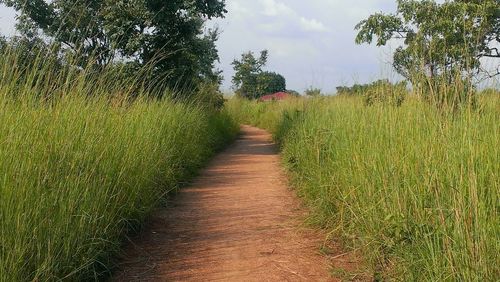 Narrow pathway along trees