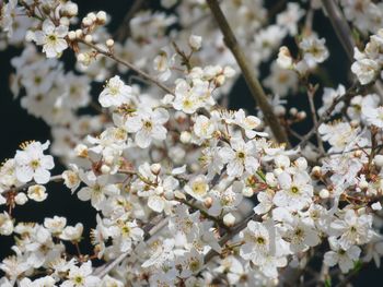 Close-up of white cherry blossoms in spring