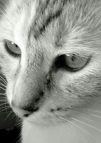 Close-up portrait of cat