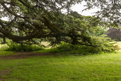 Scenic view of trees growing on field against sky