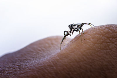 Close-up of spider on hand