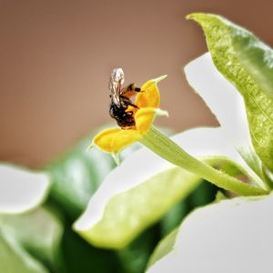 Close-up of bee pollinating on flower