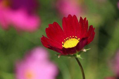 Close-up of red flower