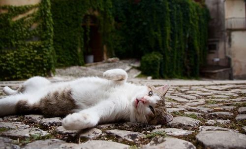 Cat resting in a backyard