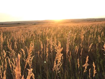 Wheat field against sky