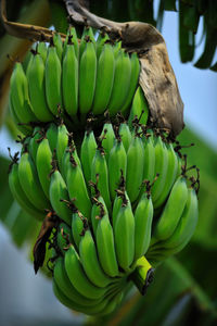 Close-up of banana tree