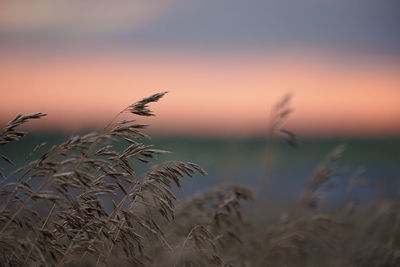 Close-up of stalks against sunset