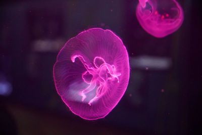 Close-up of jellyfish swimming in sea