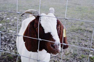 Horse standing in ranch