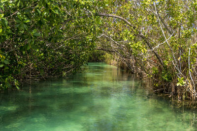 River amidst trees in forest