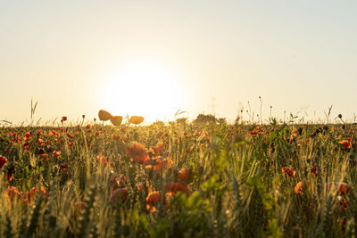 Plants growing on field against sky during sunset