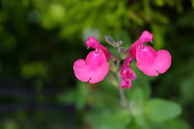Close-up of pink flowers blooming outdoors