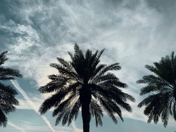 Low angle view of palm trees against sky