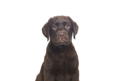 Portrait of dog against white background