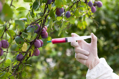 Close-up of hand injecting fruit