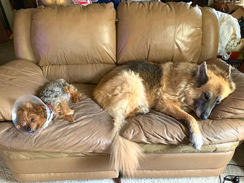 High angle view of dog sleeping on sofa