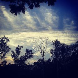 Low angle view of trees against sky