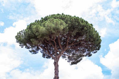 Low angle view of tree against sky