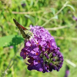 Close-up of insect on purple flower