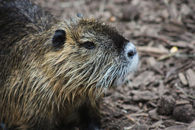 Close-up of a nutria 