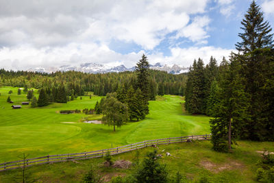 Scenic view of pine trees in forest against sky