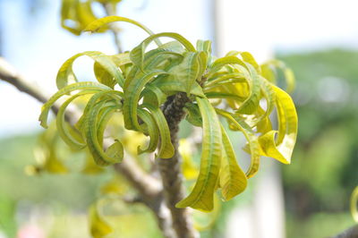 Close-up of fresh yellow plant